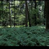 ALLEGHENY NATIONAL FOREST GROUND DENSITY