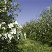 ADAMS COUNTY APPLE ORCHARDS