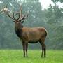 WAPITI WOODS