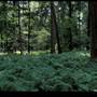 Allegheny National Forest - Ground Cover Density