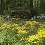 BOWMAN'S HILL WILDFLOWER PRESERVE