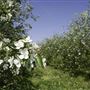 ADAMS COUNTY APPLE ORCHARDS