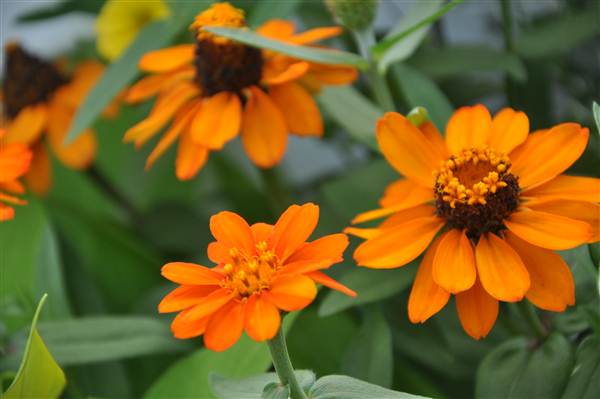 DJ''s GREENHOUSE, MERCER COUNTY