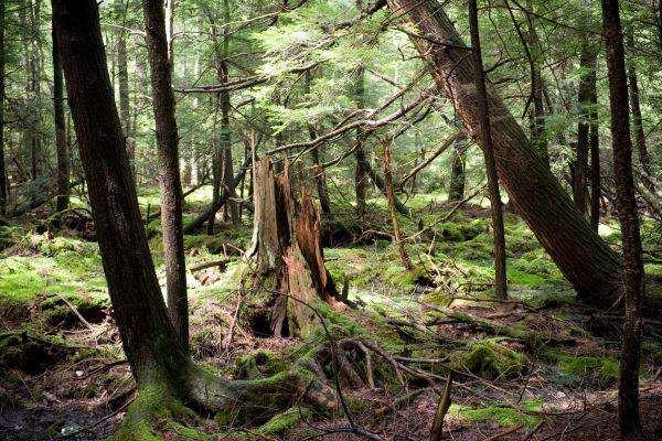 Hickory Run State Park, Carbon County