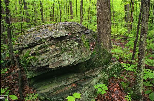 Delaware State Forest, Monroe Conty