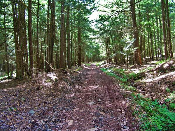 Hemlock Hill