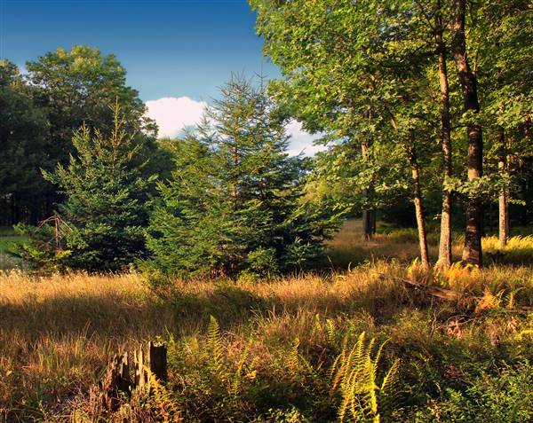 ELK STATE FOREST