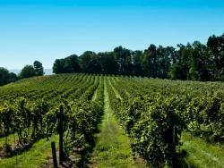 FRANKLIN HILL VINEYARDS