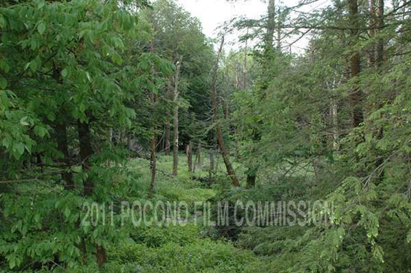 Wayne County Woods