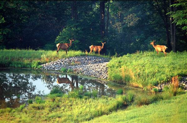 ELK STATE FOREST