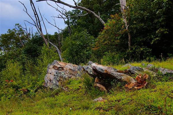 BUCHANAN STATE FOREST