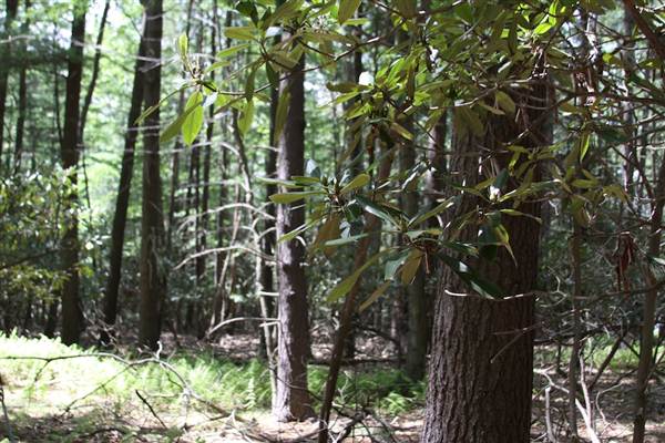 LACAWAC SANCTUARY