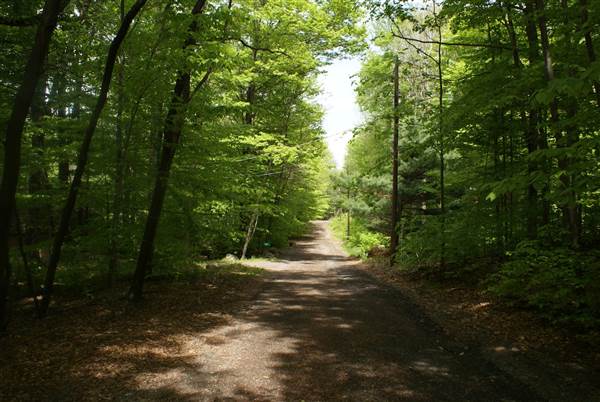 Wooded Roads