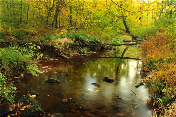 WILLIAM PENN STATE FOREST