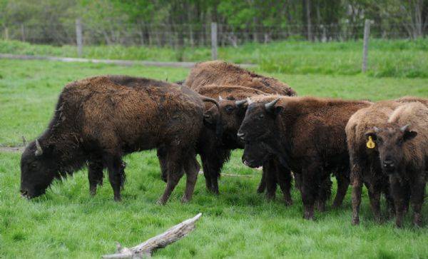 WOODEN NICKEL BUFFALO FARM