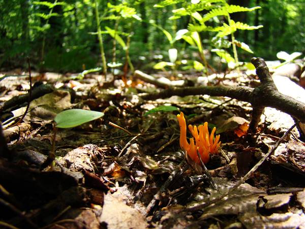 GALLITZIN STATE FOREST