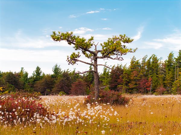 Spruce Flats Bog & Wildlife Area, Westmoreland County