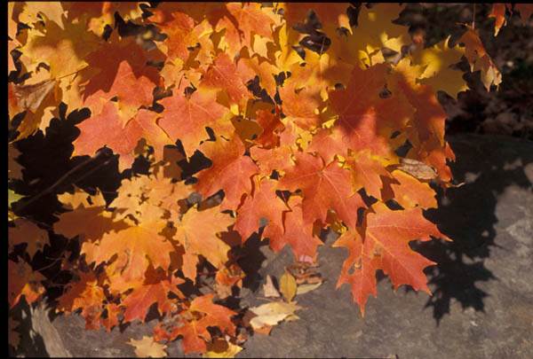 McKEAN COUNTY FALL FOLIAGE