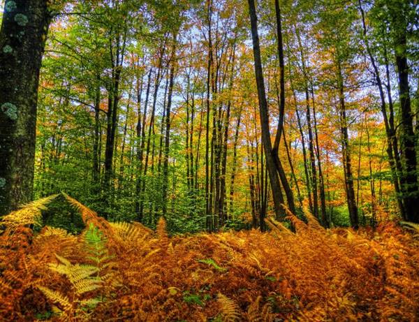TIOGA STATE FOREST
