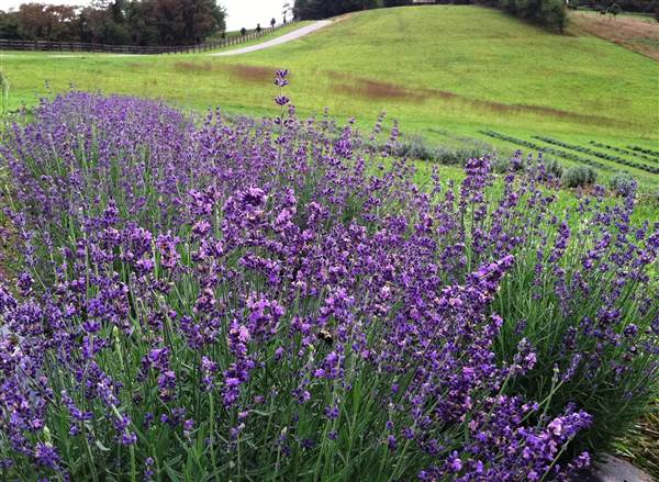 DESTINY HILL FARM LAVENDER FIELDS