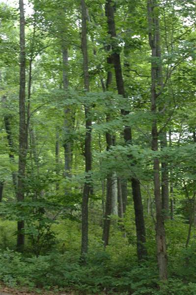 State Game Lands