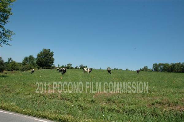 Waymart Cow Field