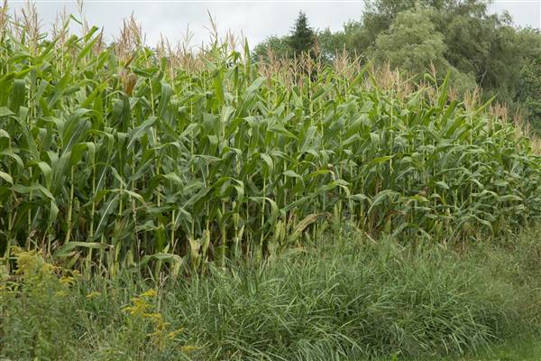 CORNFIELDS, WAYNE COUNTY