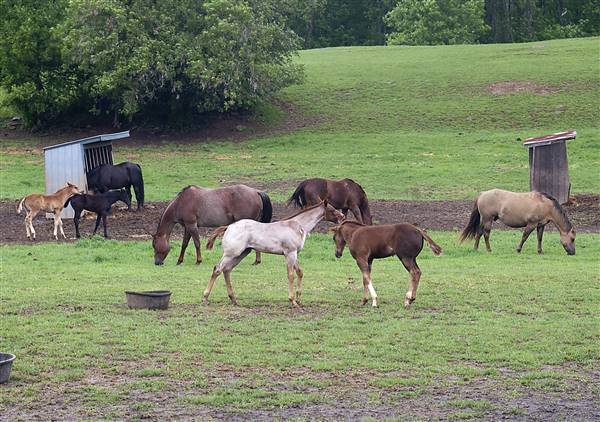 PSU''S HORSE FARM