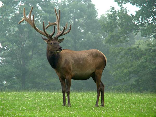 WAPITI WOODS