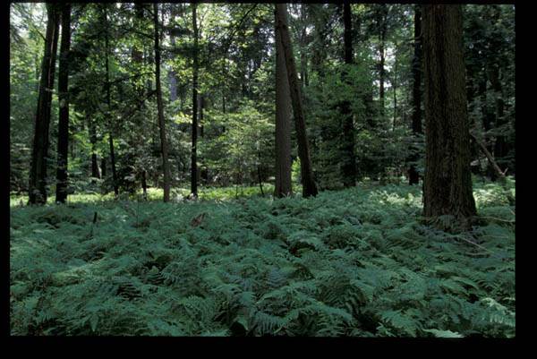 Allegheny National Forest - Ground Cover Density